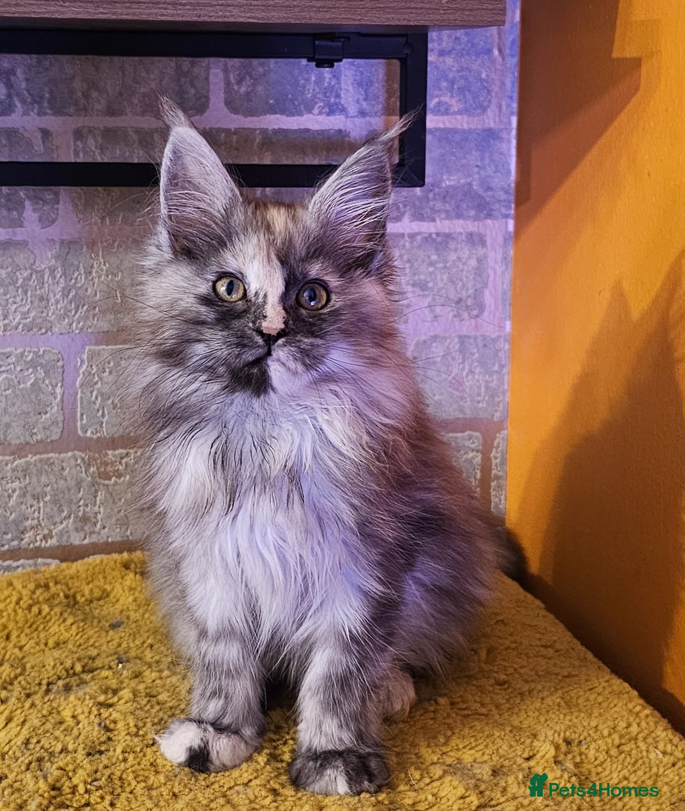 Maine Coon cats BEAUTIFUL MAINE COON KITTENS FOR SALE - Advert 1