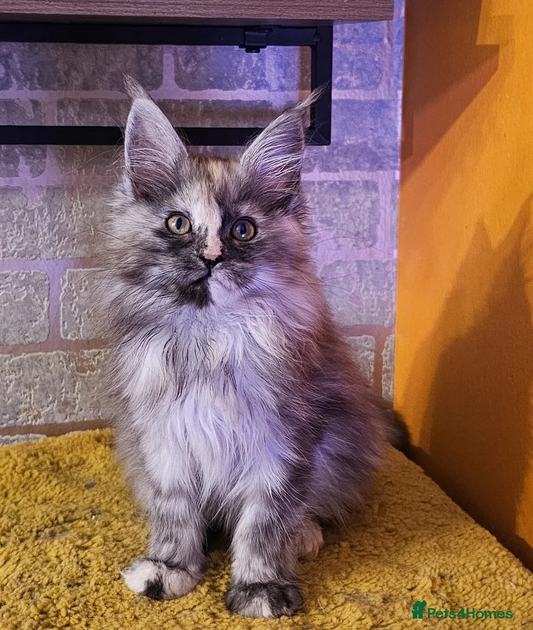Maine Coon cats for sale: BEAUTIFUL MAINE COON KITTENS FOR SALE - Advert 9