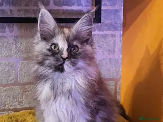 Maine Coon cats BEAUTIFUL MAINE COON KITTENS FOR SALE - Advert 4