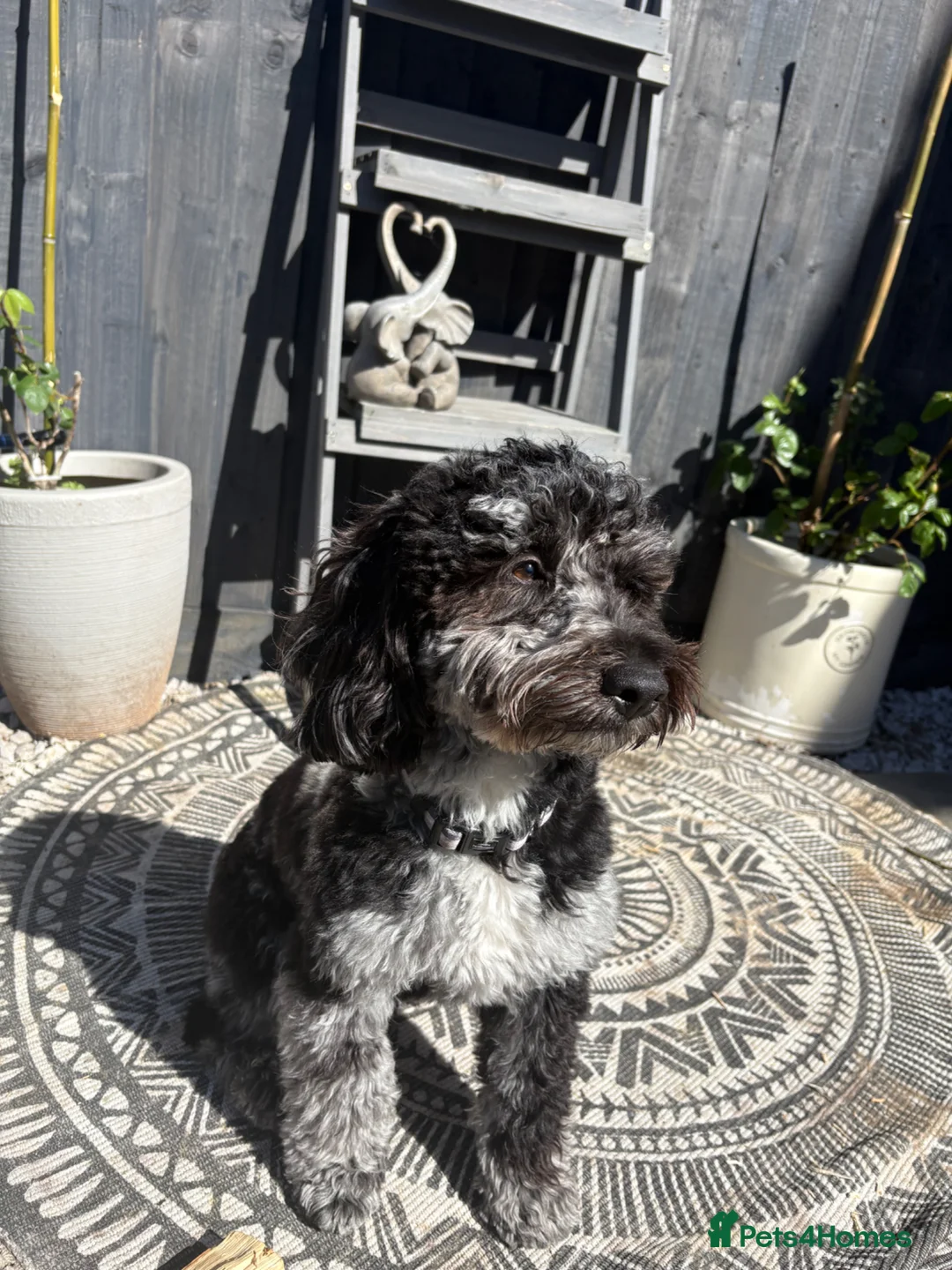 Cockapoo dogs for stud: F2 Merle Cockapoo Stud ~ PROVEN in Newark - Advert 2