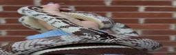 King Snake reptiles for sale: California king snake pair! - Advert 1