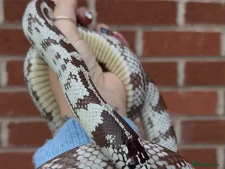 King Snake reptiles California king snake pair! - Advert 1