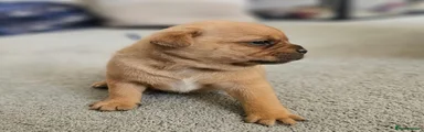 Mixed Breed 1