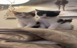 Mixed Breed cats for sale: 3 kittens for sale.  - Image 18