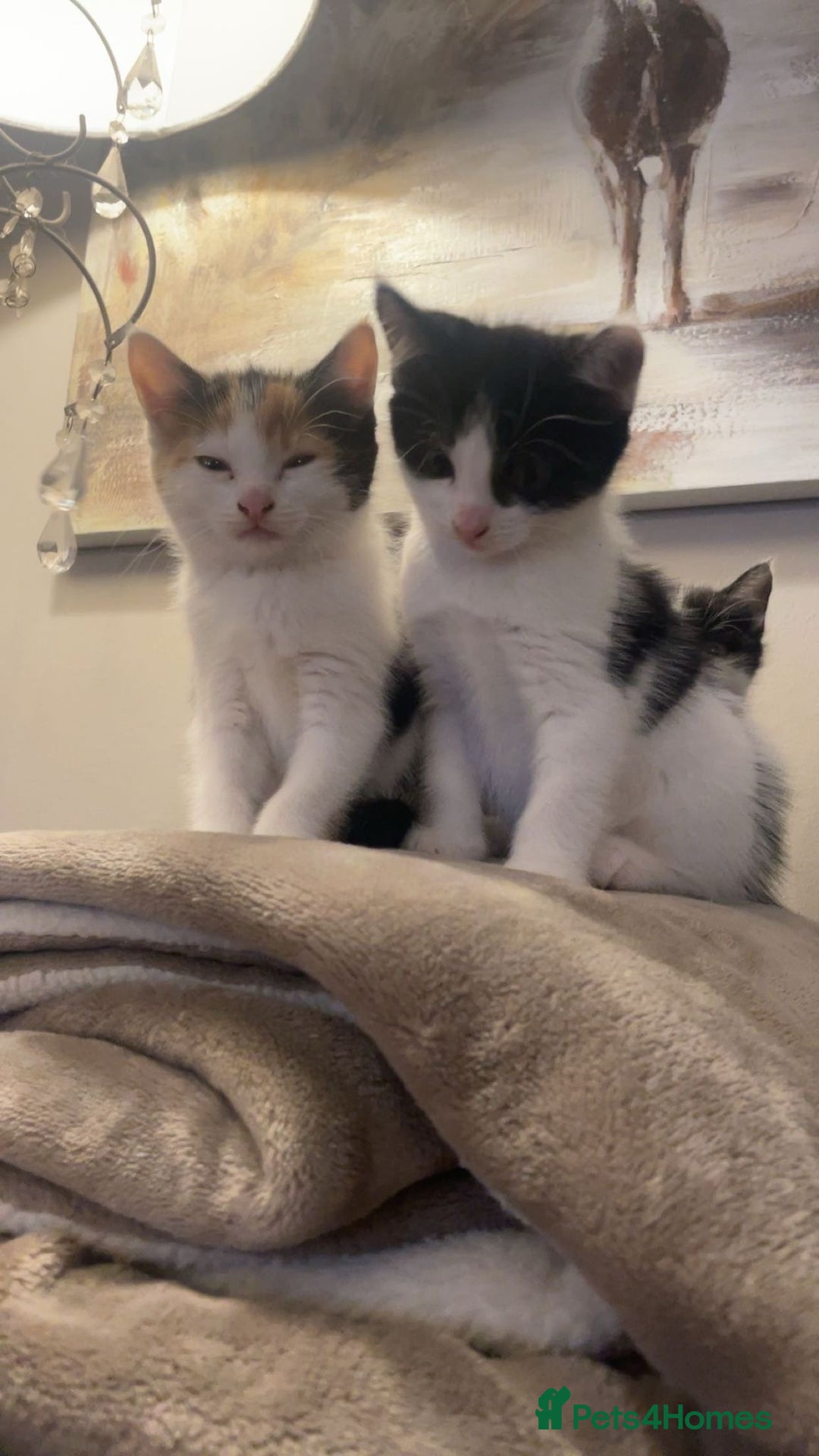 Mixed Breed cats for sale: 3 kittens for sale.  - Image 18