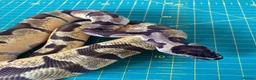 Python Snake reptiles for sale: Female super enchi orange dream royal python  - Advert 3