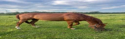Irish Thoroughbred horses for sale: 15.3h 6yo Chestnut Thoroughbred Gelding – ROR - Advert 3