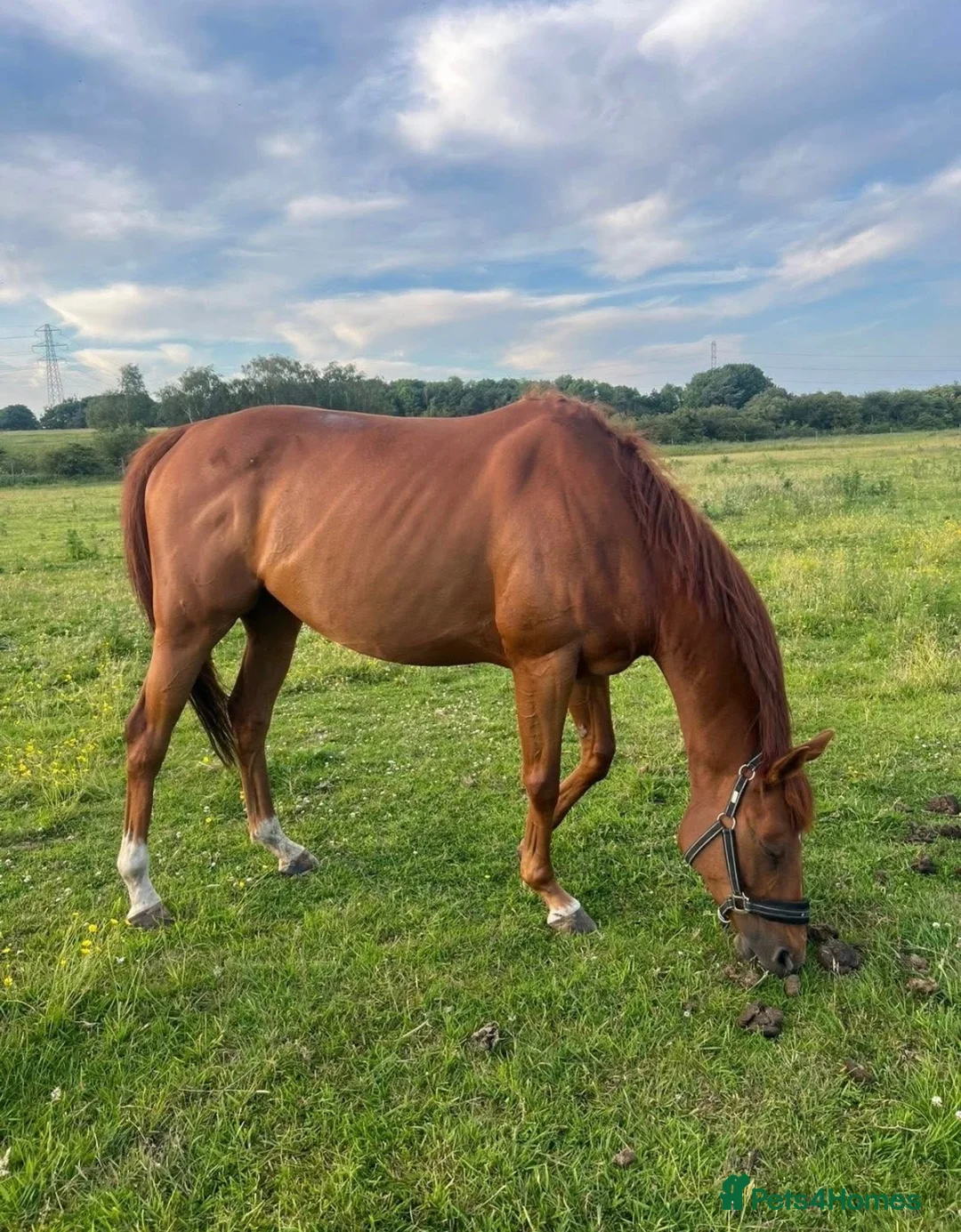 Irish Thoroughbred horses for sale: 15.3h 6yo Chestnut Thoroughbred Gelding – ROR - Advert 3