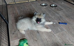 Keeshond dogs for sale: Stunning male Keeshond Puppy ready to go - Image 5