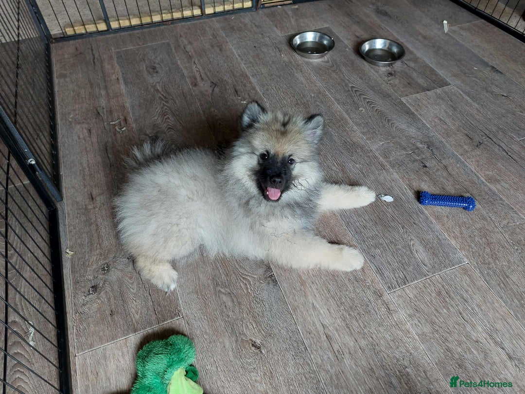 Keeshond dogs for sale: Stunning male Keeshond Puppy ready to go - Image 5