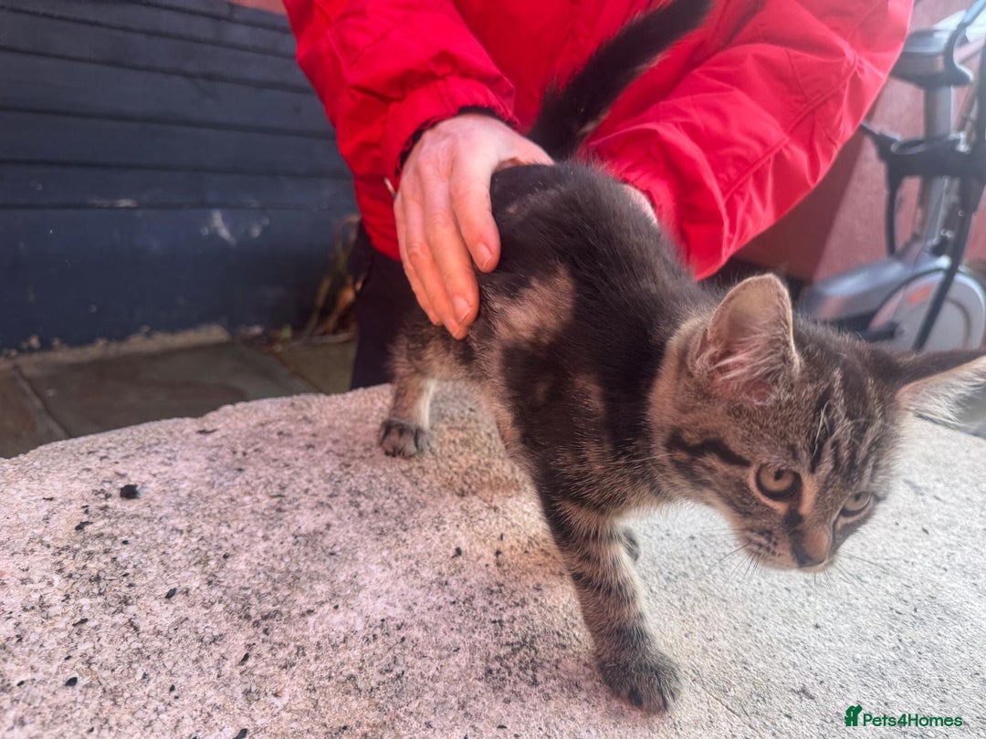 Mixed Breed cats for sale: Adorable kittens looking for home - Advert 5