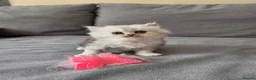 Persian cats for sale: Persian ragdoll / chinchilla kittens - Advert 17