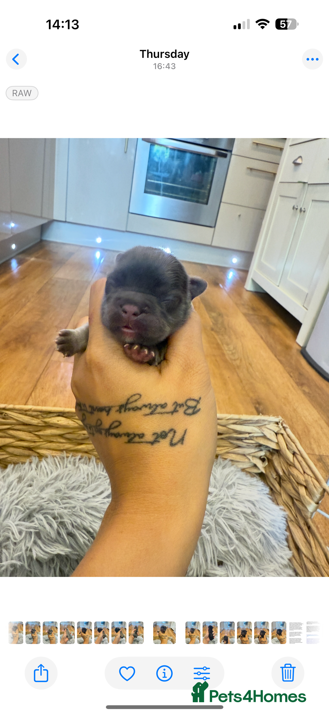French Bulldog dogs for sale: Full fluffy french bulldogs top quality 2 left  - Image 5