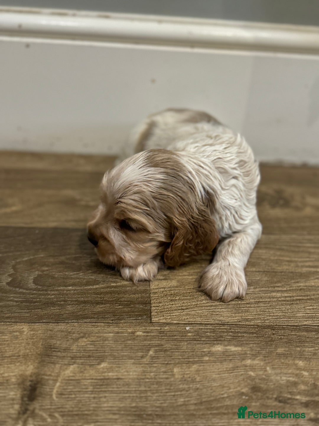 Cocker Spaniel dogs for sale: Exceptional litter of Show Type Cocker Spaniels - Advert 16