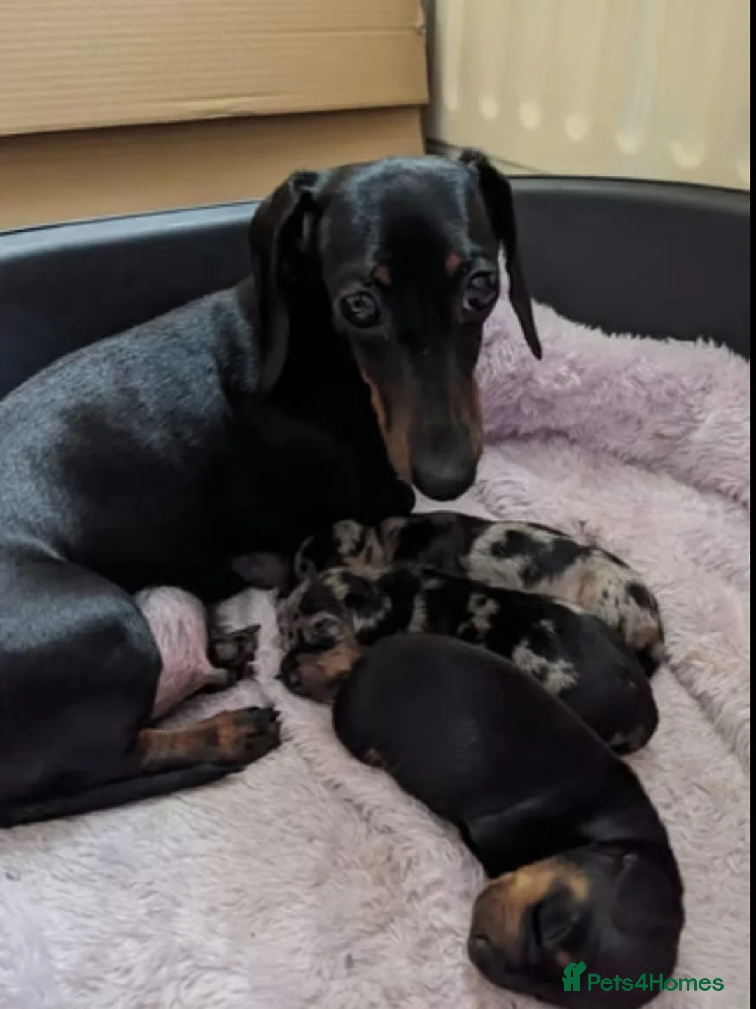 Miniature Dachshund dogs for sale: Miniature Dachshund litter of 3 puppies in Cardiff - Advert 9