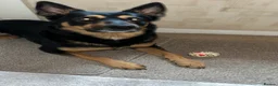 German Shepherd dogs for stud: Available for stud German shepherd cross in Liversedge - Advert 3