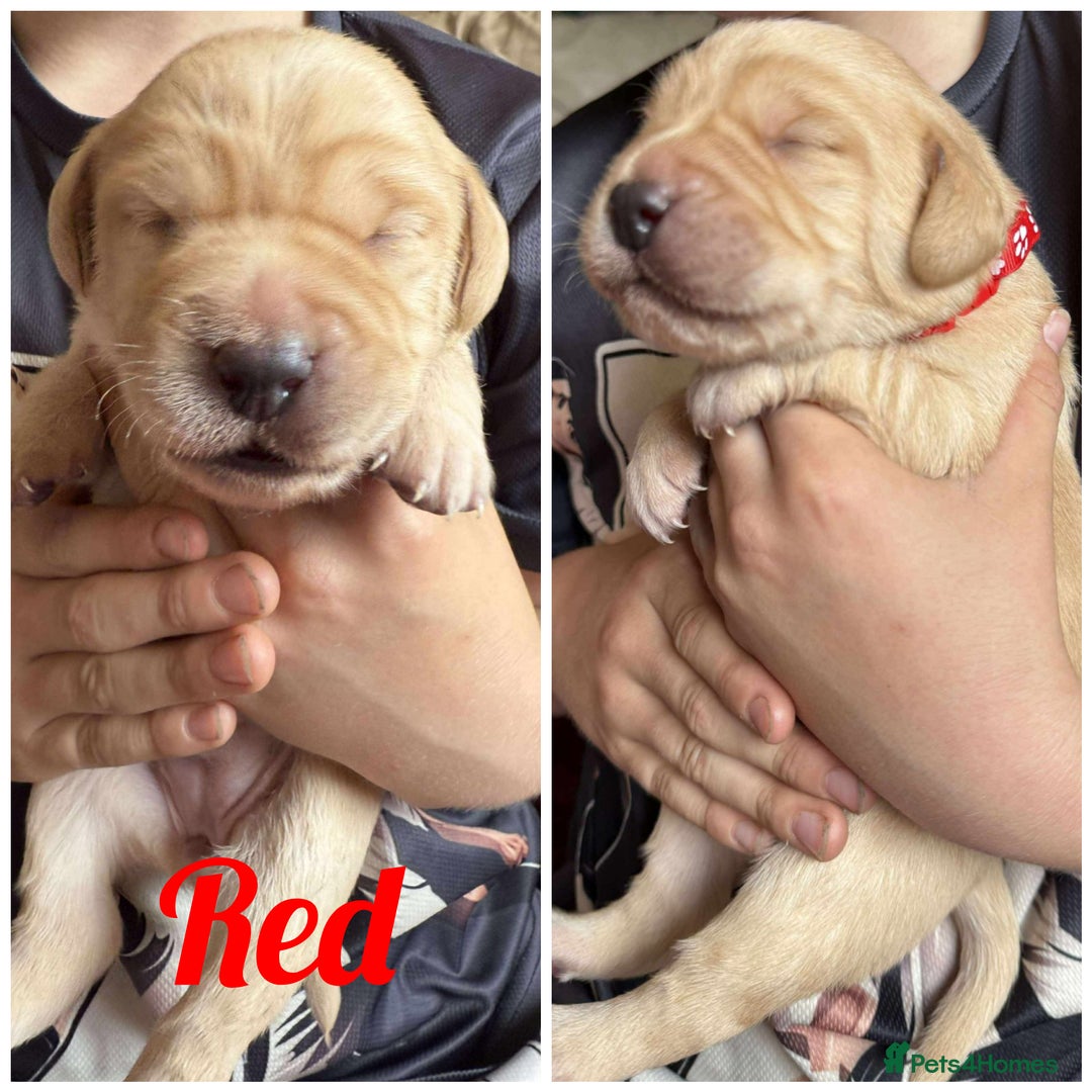 Labradoodle dogs for sale: Labradoodle puppies  - Image 5