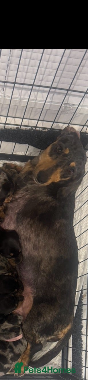 Dachshund dogs 9 stunning dachshund puppies in immaculate health  - Advert 1