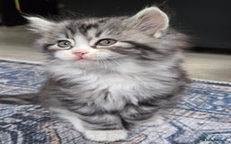 Scottish Fold cats for sale: Gorgeous fluffy Scottish Fold x DSH kittens - Image 16