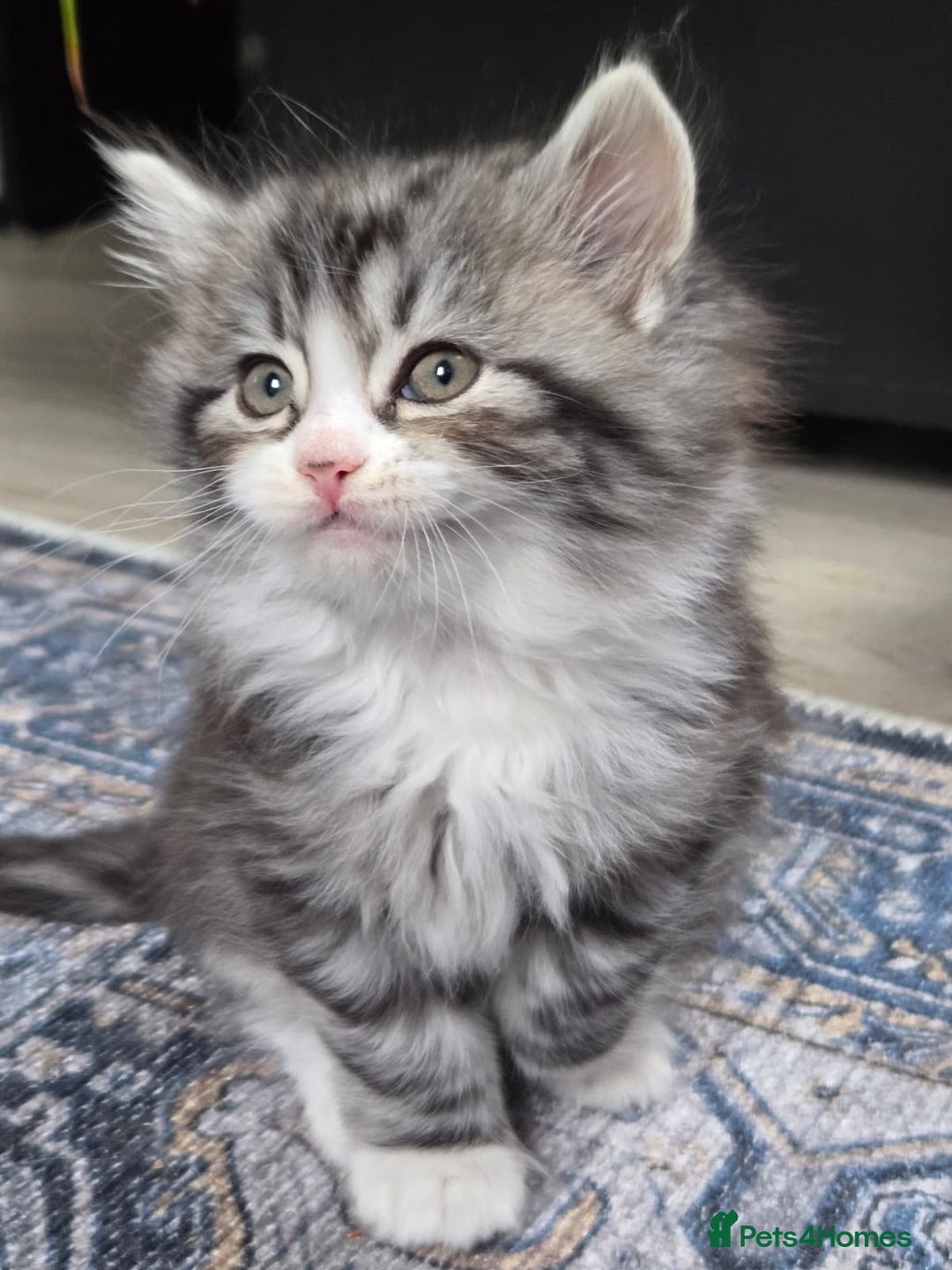 Scottish Fold cats for sale: Gorgeous fluffy Scottish Fold x DSH kittens - Image 16