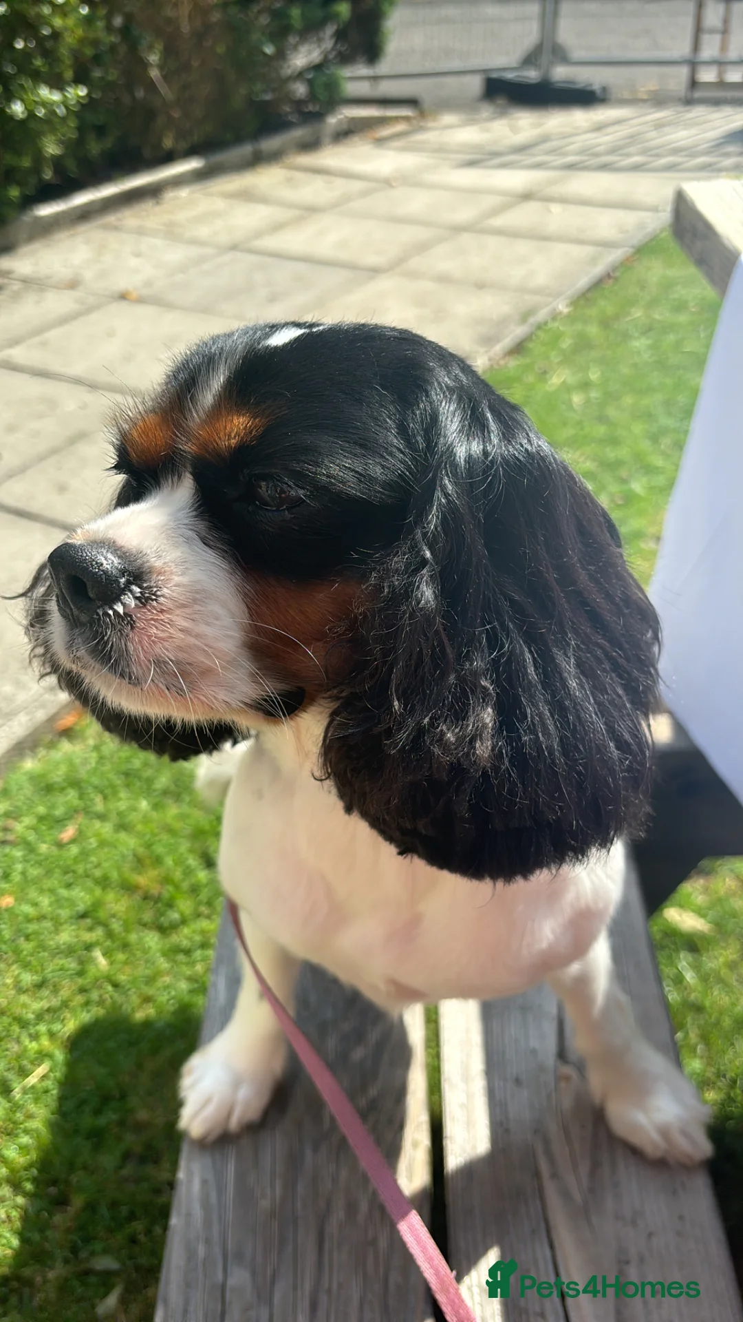 Mixed Breed dogs for sale: King Charles Cross Border Collie  in Sale - Advert 1