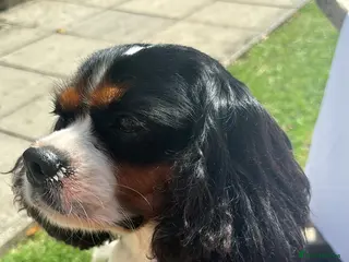 Mixed Breed dogs King Charles Cross Border Collie - Advert 1