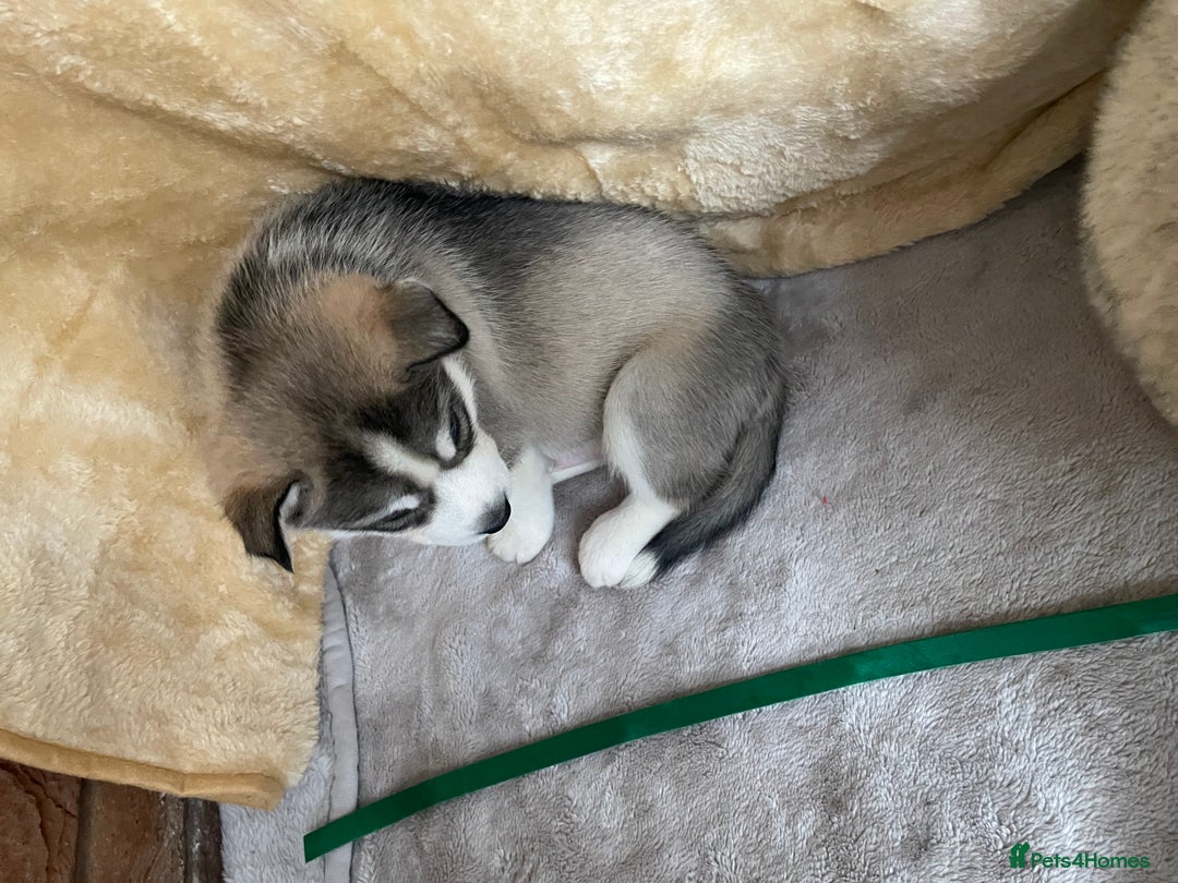 Siberian Husky dogs for sale: Siberian Husky Puppies  - Advert 7