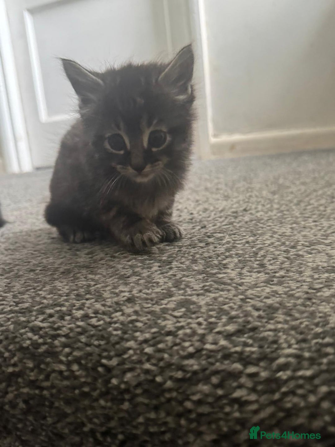Maine Coon cats for sale: Maine coon mix Persian kittens   - Image 7