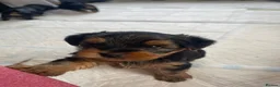 Yorkshire Terrier dogs for sale: Yorkshire Terriers for sales.  in Telford - Advert 10