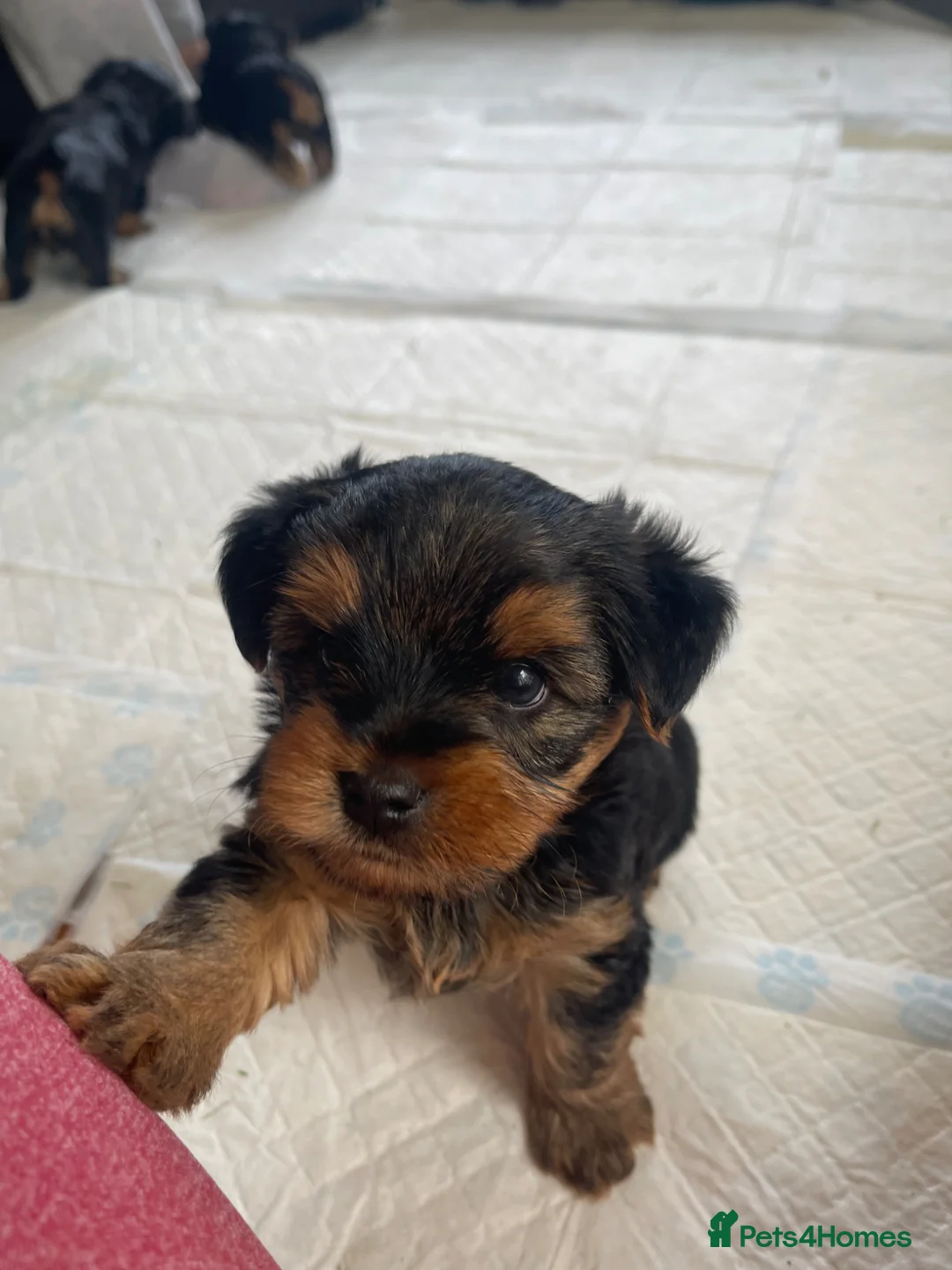 Yorkshire Terrier dogs for sale: Yorkshire Terriers for sales.  in Telford - Advert 10