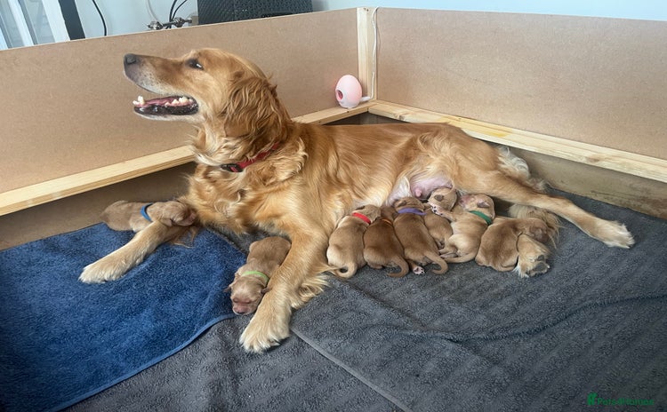 Golden Retriever dogs - Advert 5