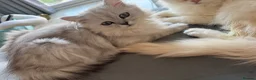 Persian cats for sale: I have two kittens  - Advert 10