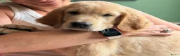 Golden Retriever dogs for sale: GORGEOUS GOLD BOUNCY CHUNKY PUP in Telford - Advert 6