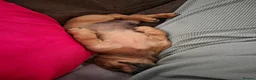 Miniature Dachshund dogs for sale: Fox red in Telford - Advert 6