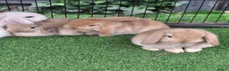 Mini Lop rabbits for sale: Beautiful Mini lops ❤️ - Advert 4