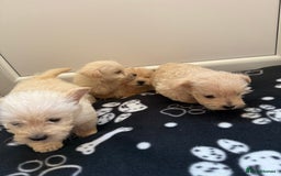 West Highland Terrier dogs for sale: DNA health tested Westie-poos  - Image 19