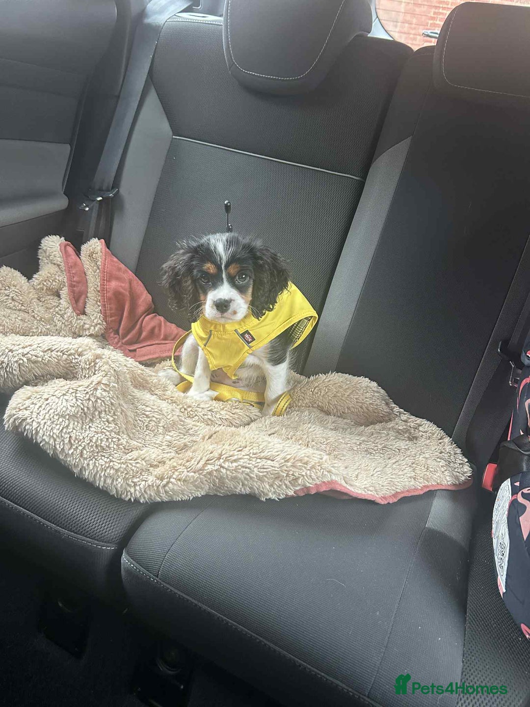 Cavalier King Charles Spaniel dogs for sale: king charles cavalier  - Image 2