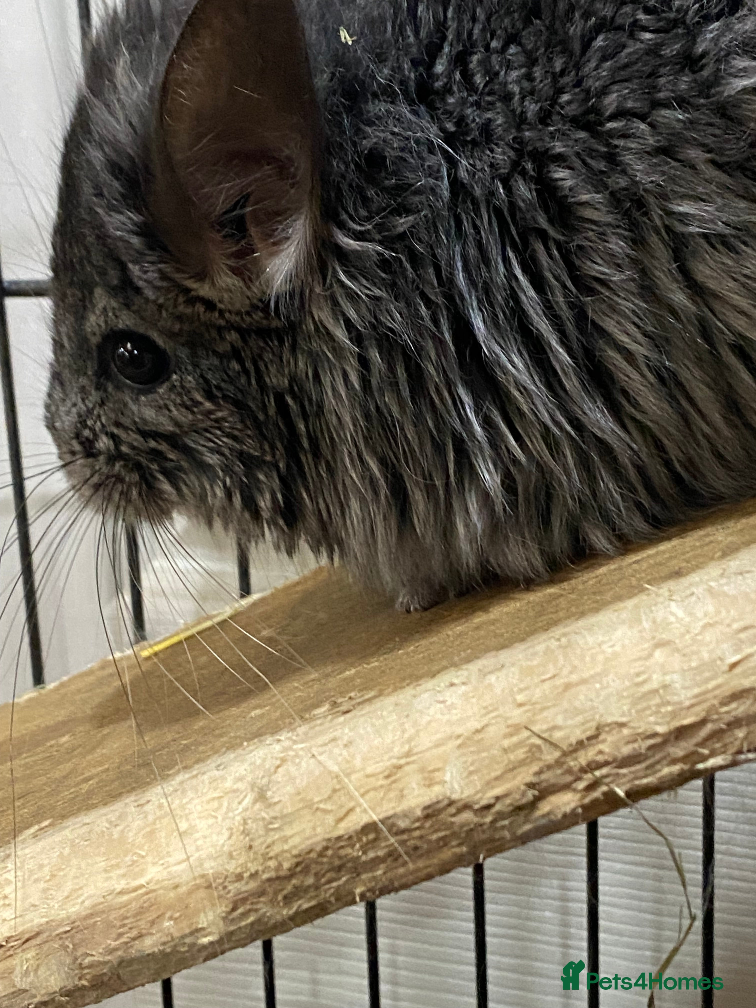 Chinchilla rodents RPA (Angoran) Handsome Chinchilla Brothers  - Advert 1