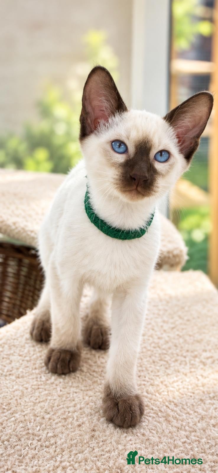 Siamese cats Georgeous Siamese kittens - Advert 1