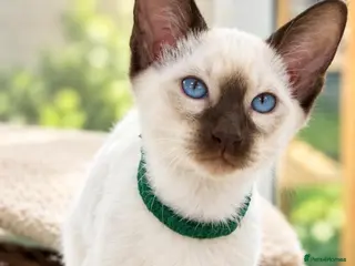 Siamese cats Georgeous Siamese kittens - Advert 1