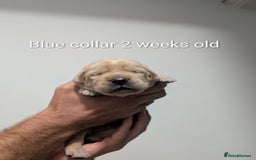 Labrador Retriever dogs for sale: Golden/Yellow Labrador retriever Puppies - Image 5
