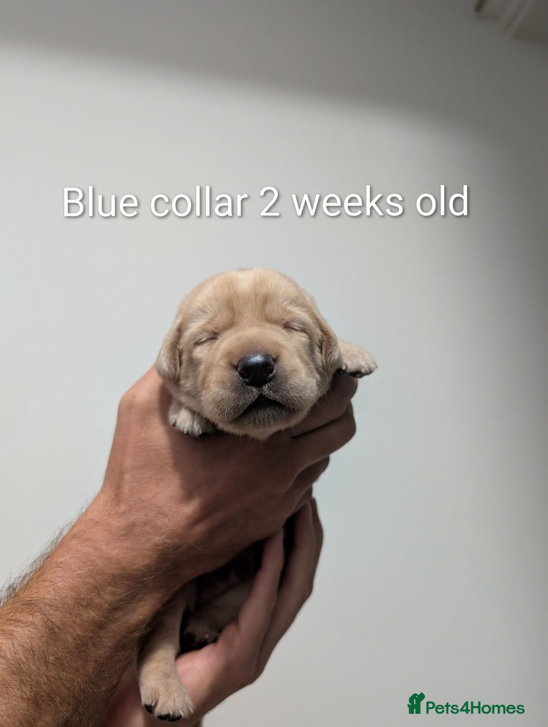Labrador Retriever dogs for sale: Golden/Yellow Labrador retriever Puppies - Image 5