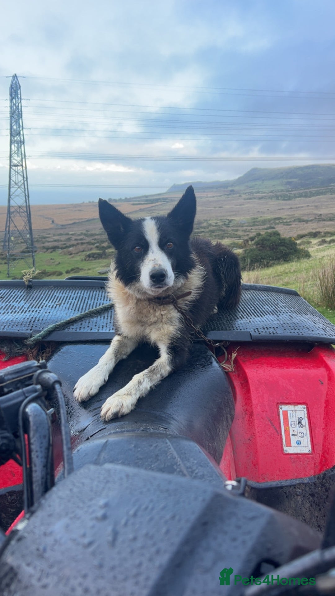 Border Collie dogs for sale: Failed sheepdog available - Advert 1