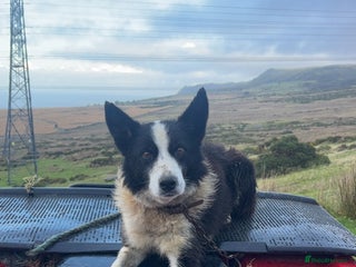 Border Collie dogs Failed sheepdog available - Advert 1