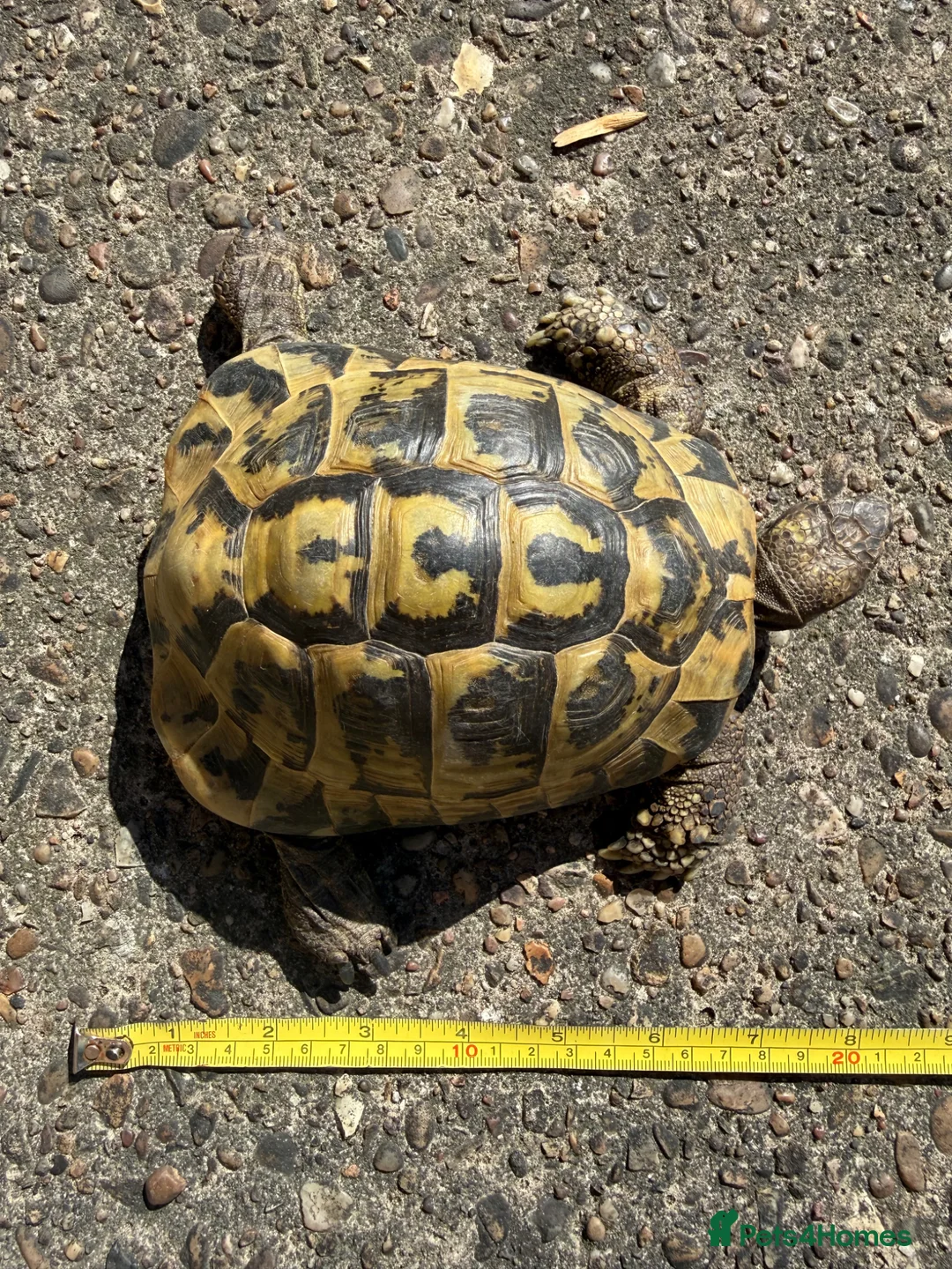 Tortoise reptiles for sale: Herman’s 20years old - Advert 3