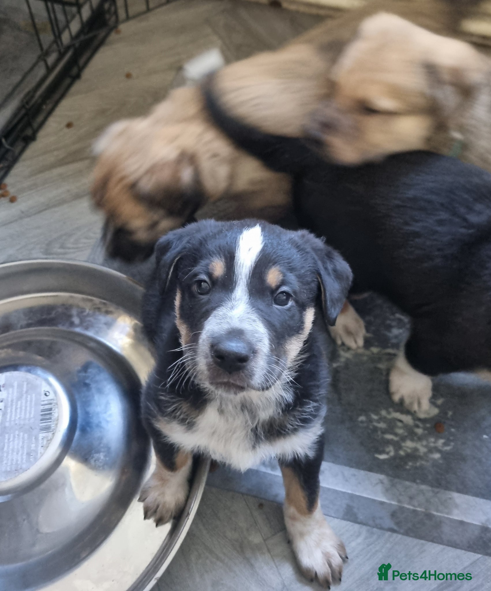 Mixed Breed dogs One Lovely Kangal Mix Girl - Advert 11