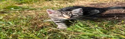 Mixed Breed cats for sale: Silver tabby kittens in Liskeard - Advert 5