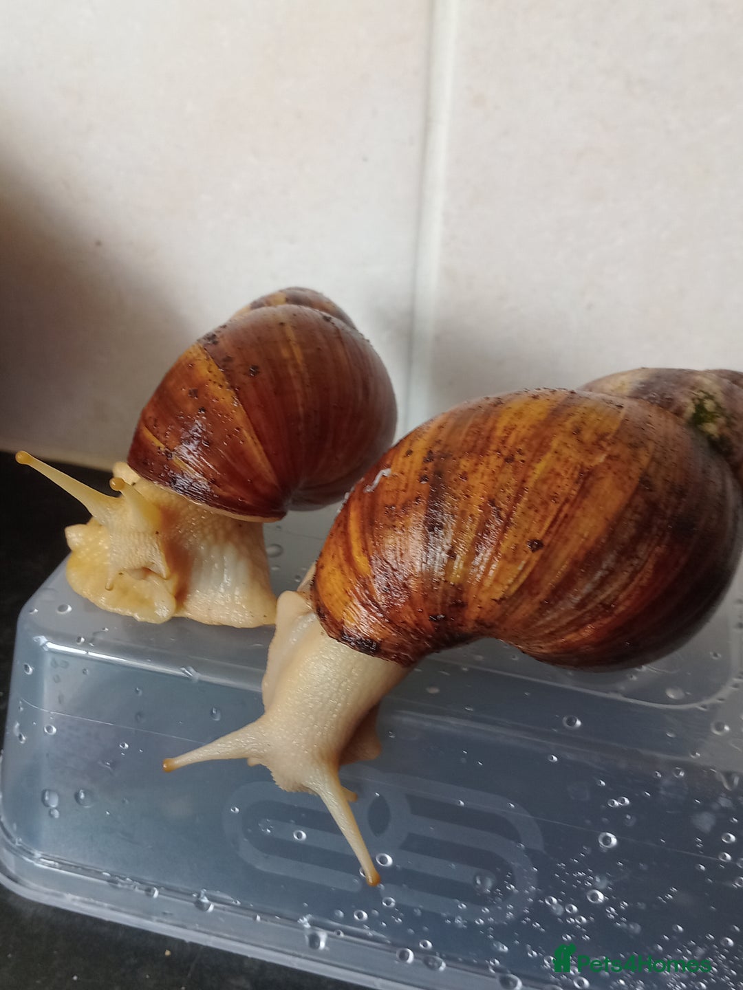 Snails invertebrates for sale: Albino Giant African Land Snails - Image 1