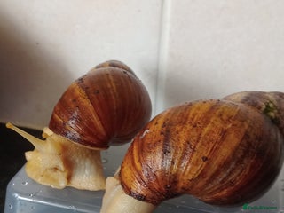 Snails invertebrates - Advert 4