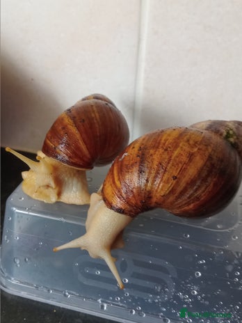 Snails invertebrates - Advert 3
